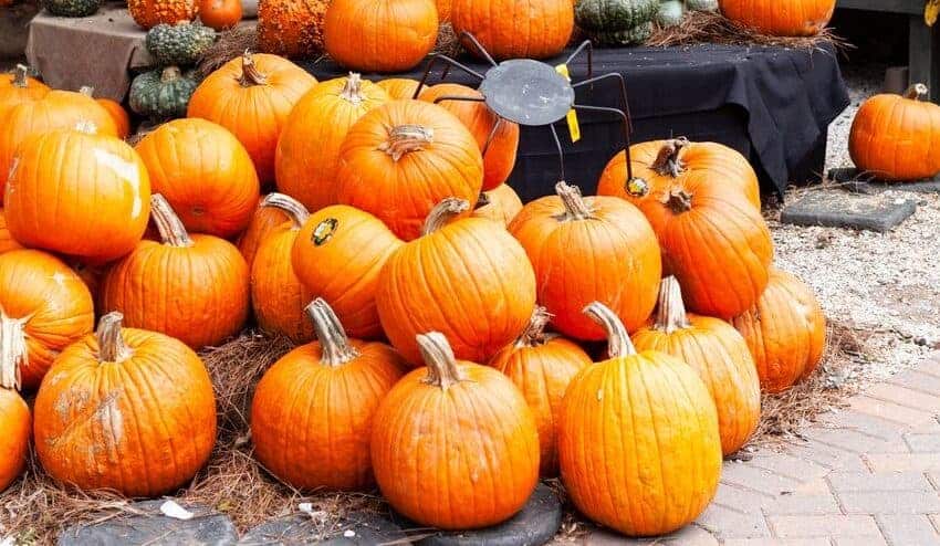 Laura U picks pumpkins at Buchanans